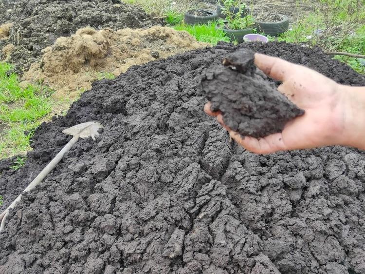 black palm soil for growing peperomia pellucida