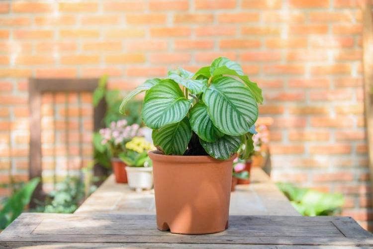 Calathea Orbifolia in clay pot under the sun