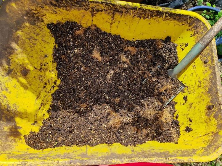 campuran tanah yang sudah siap untuk tanam sirih cina