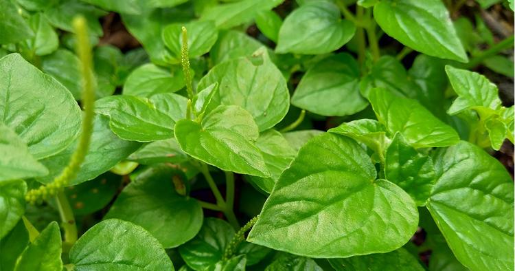 cara tanam sirih cina (Peperomia pellucida )