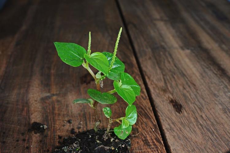 crab claw herb or peperomia pellucida