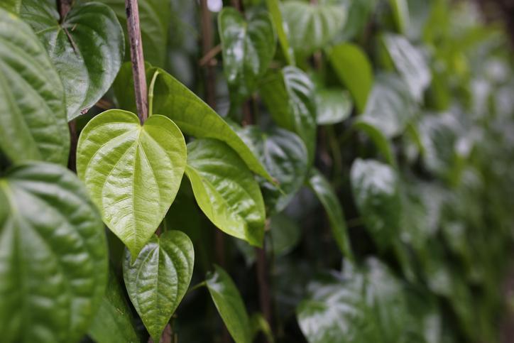daun sirih keling