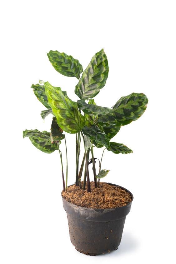 how-to-grow-calathea-plant