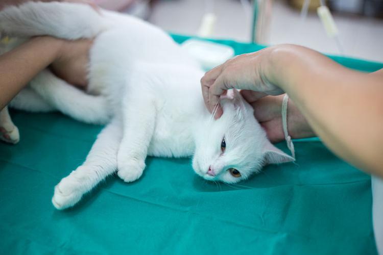 jumpa veterinar jika kucing kencing merata