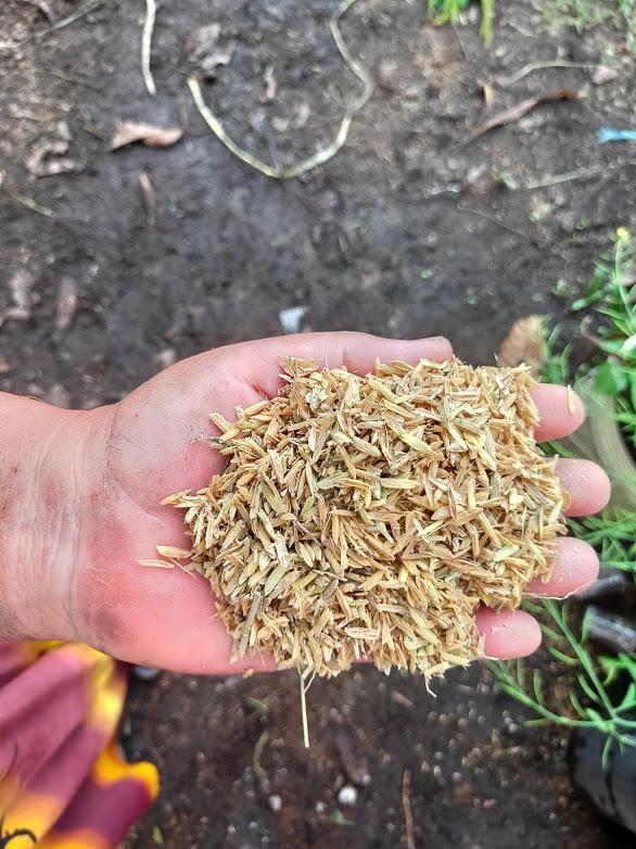 paddy husk to grow crab claw herb (peperomia pellucida)