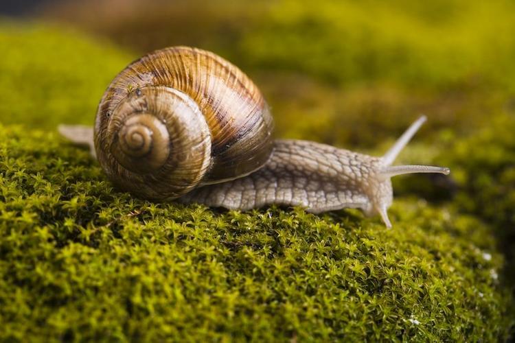 11种简单技巧让你消除院子里讨人厌的蜗牛和蛞蝓