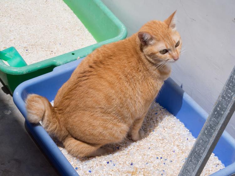 Prepare-a-litter-box-far-away-from-your-yard-to-prevent-cat-pooping-in-front-yard