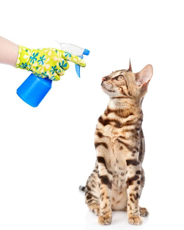 Cat repellent outlet spray for yard