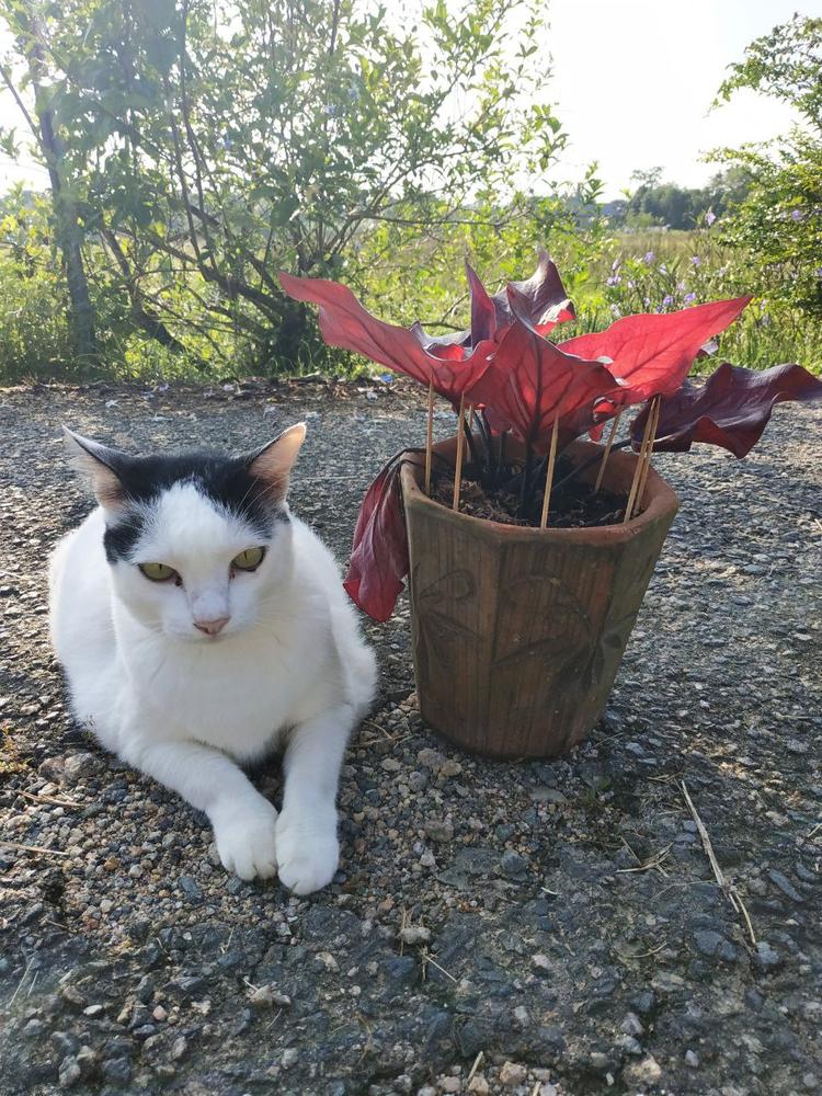 Home remedies for outlet cats pooping in yard