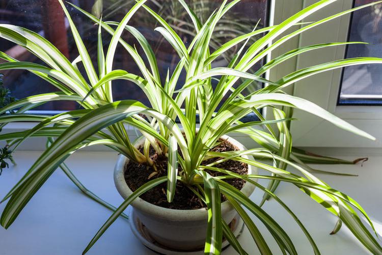 Pro Guide to Spider Plant Care - Spider Plant Growing Tips