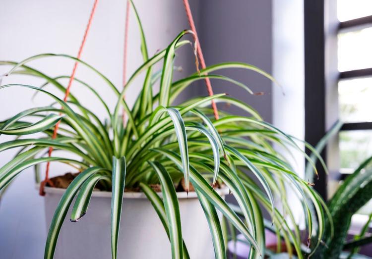 How to Grow and Care for Spider plant