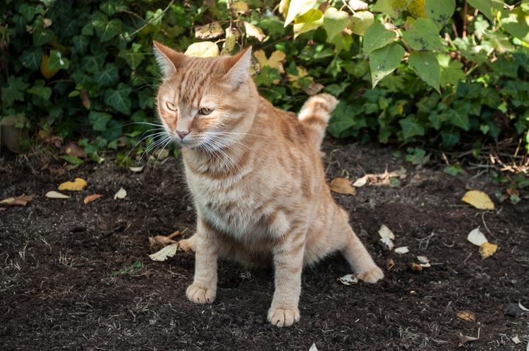 Outdoor cat 2025 pooping inside