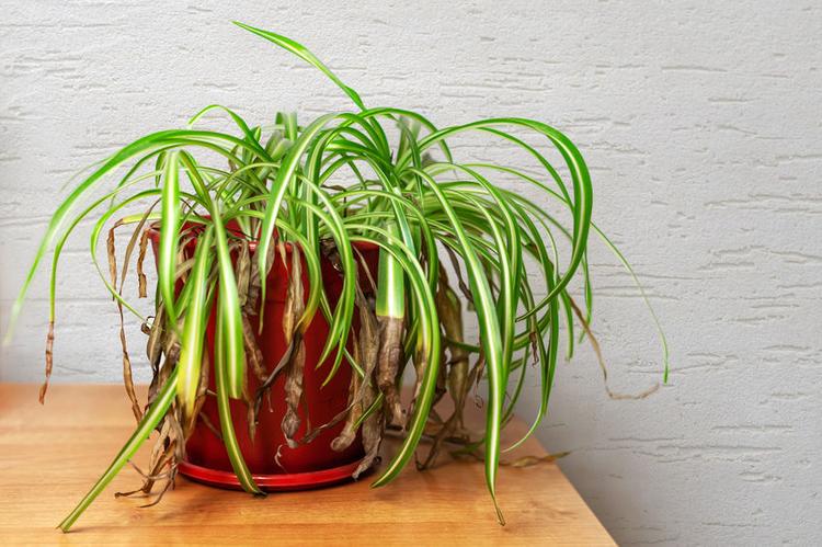 why-is-my-spider-plant-dying
