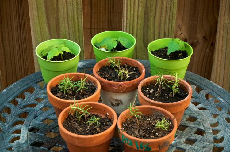 Can you grow rosemary from a cutting