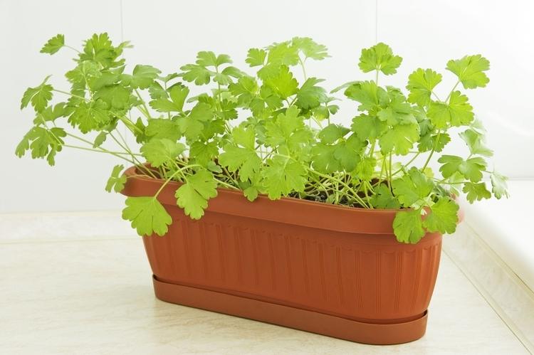 Growing parsley in pots