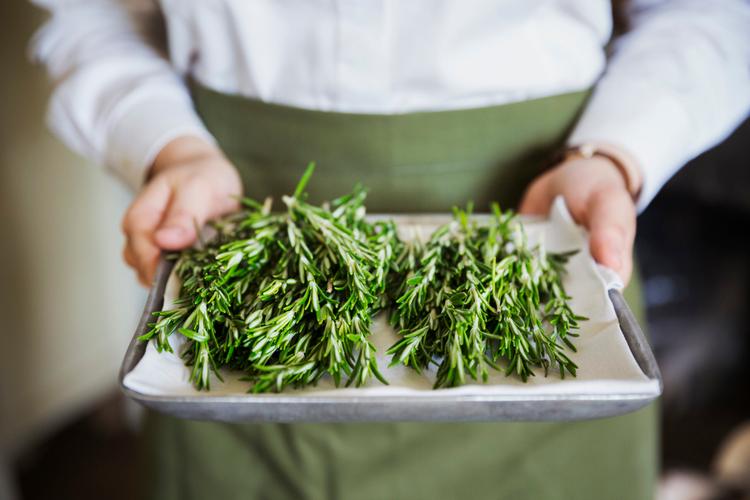 How do you grow and harvest rosemary