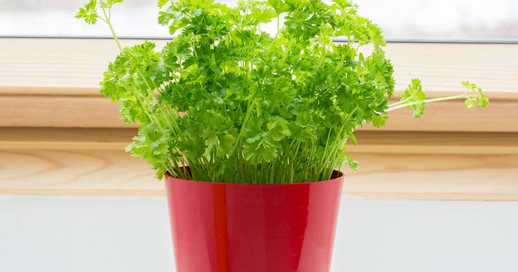How to grow, care and harvest Parsley in Malaysia