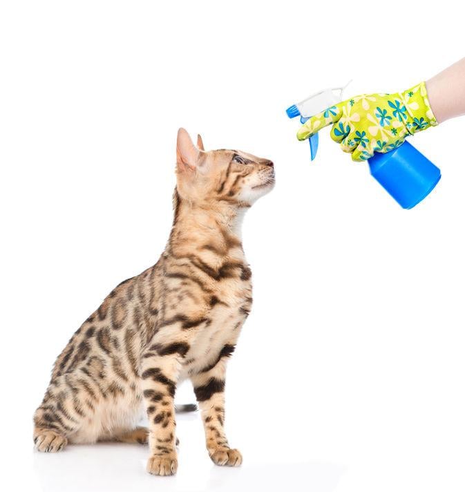 What can I spray to keep cats from peeing?