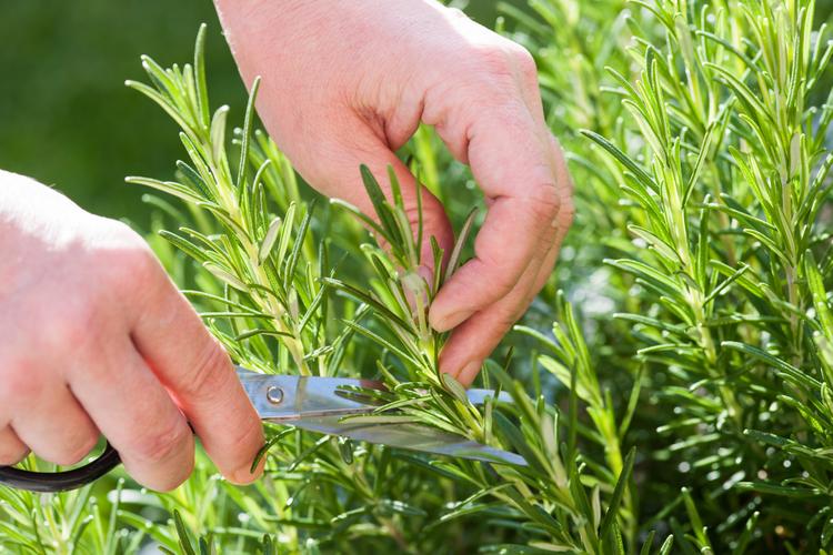 When can you start harvesting rosemary 
