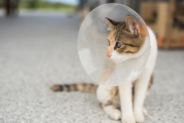 benefits of spaying cats