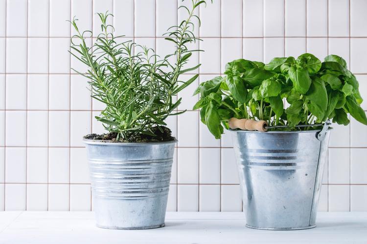 growing rosemary in pots