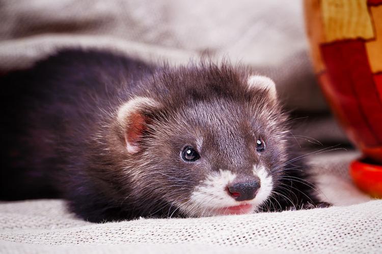 pets-to-have-in-condo-ferrets
