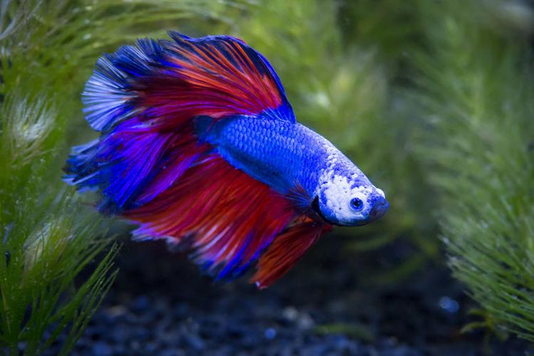 pets-to-have-in-condo-fighting-fish