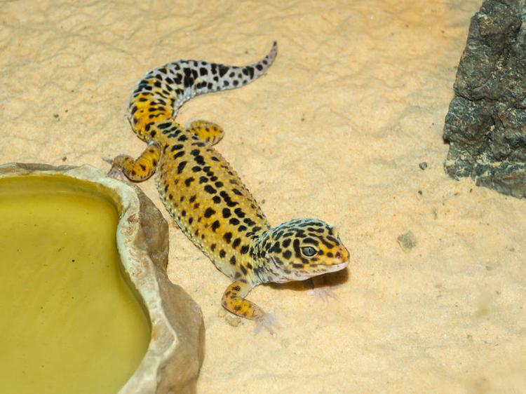 pets-to-have-in-condo-geckos