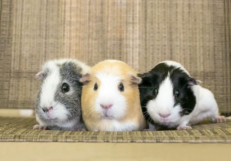 pets-to-have-in-condo-guinea-pigs
