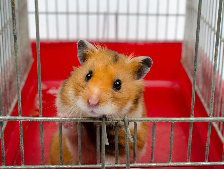 pets-to-have-in-condo-hamsters