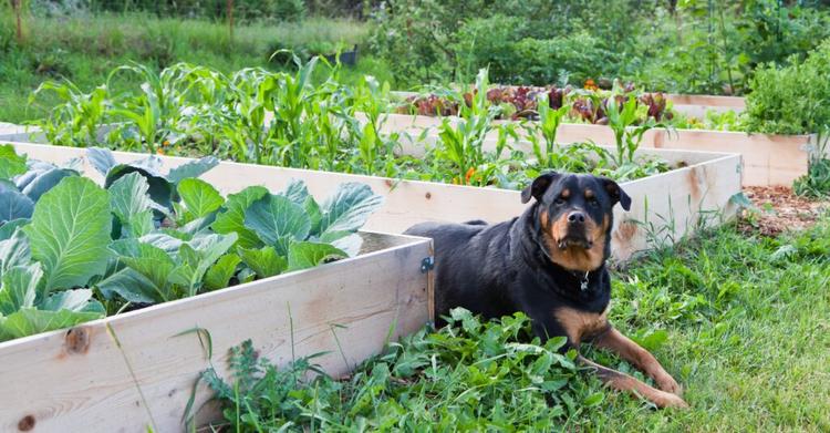planter-box-vegetables