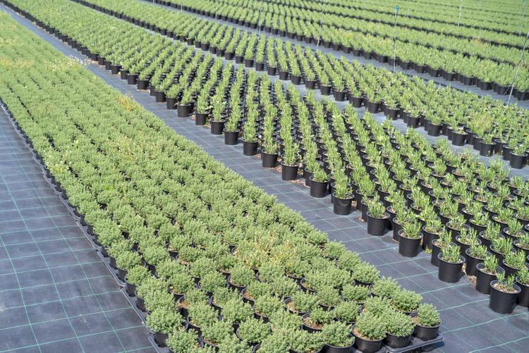 where to buy rosemary plant in malaysia