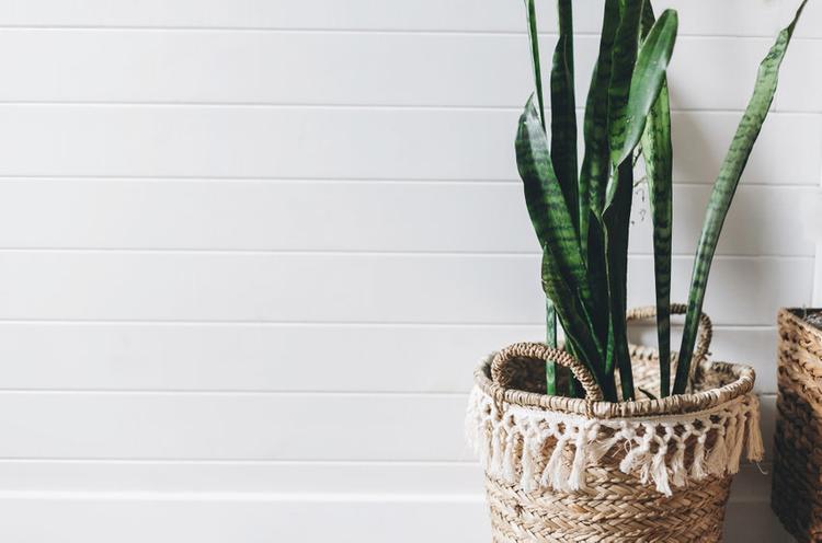 get-rid-of-cigarette-smell-with-indoor-plants