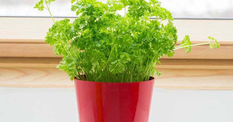cara menanam daun parsley