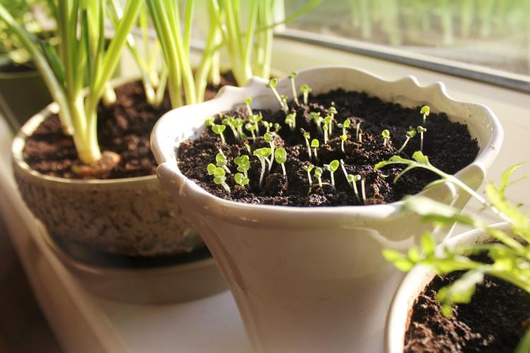 cara menanam parsley dari biji benih