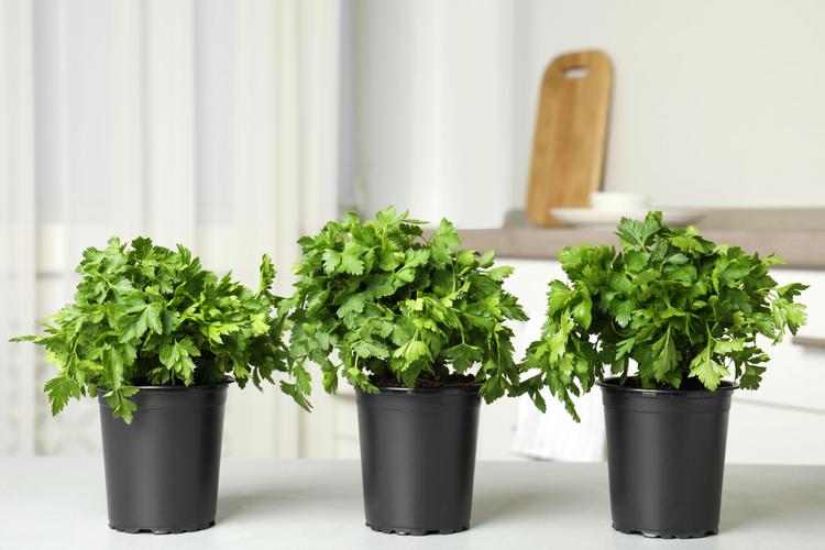 cara menanam parsley di dalam rumah