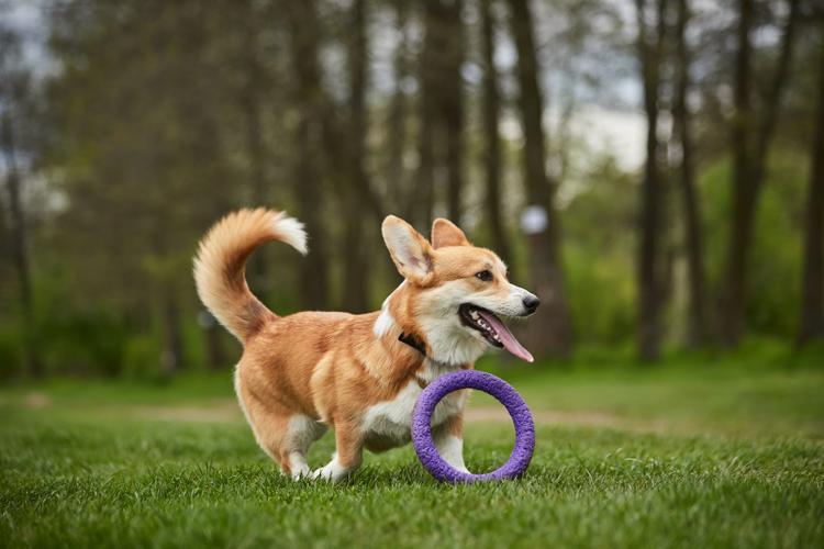 A dog playing with a puller outdoo