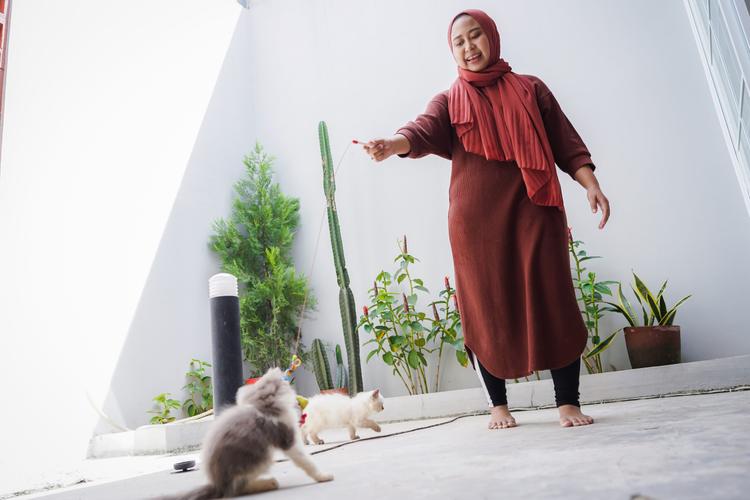 uangan Main Khusus Kucing