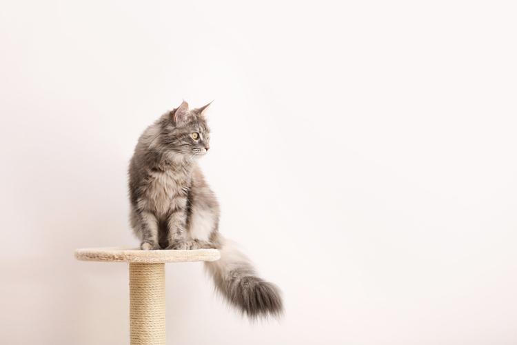 คอนโด Pet Friendly เพื่อคนรักสัตว์ กับ 5 ข้อควรรู้ก่อนตัดสินใจซื้อ