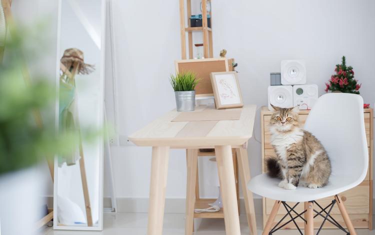 คอนโด Pet Friendly เพื่อคนรักสัตว์ กับ 5 ข้อควรรู้ก่อนตัดสินใจซื้อ