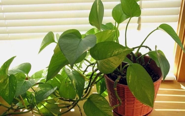 Dễ sống lại hợp phong thủy, trầu bà là lựa chọn tốt cho mệnh Mộc