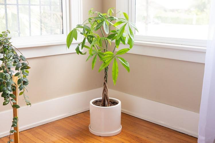 Cây có thể giúp hóa giải khí xấu