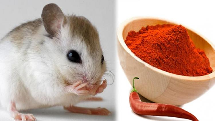 ử dụng bột ớt để đuổi chuột ra khỏi nhà, phòng trọ