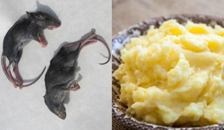 Cách diệt chuột bằng khoai tây rất hiệu quả