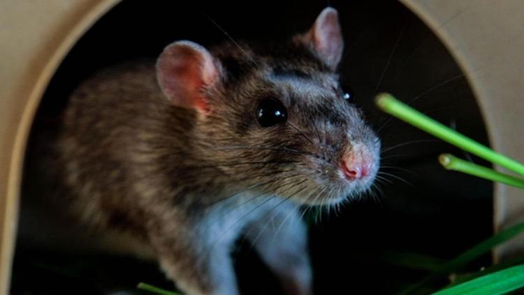 Chừa lối thoát cho chuột khi áp dụng các cách đuổi chuột trong nhà.