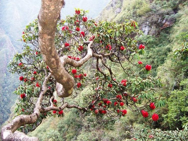 Tân Dậu 1981 mệnh Thạch Lựu Mộc