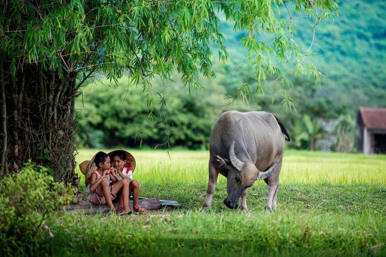 Hình ảnh con trâu tượng trưng cho sự cần cù, chăm chỉ của người Việt.
