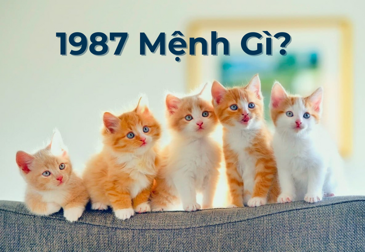  Người sinh năm 1987 thuộc mệnh Hỏa, cụ thể là Lư Trung Hỏa (Lửa giữa lò)