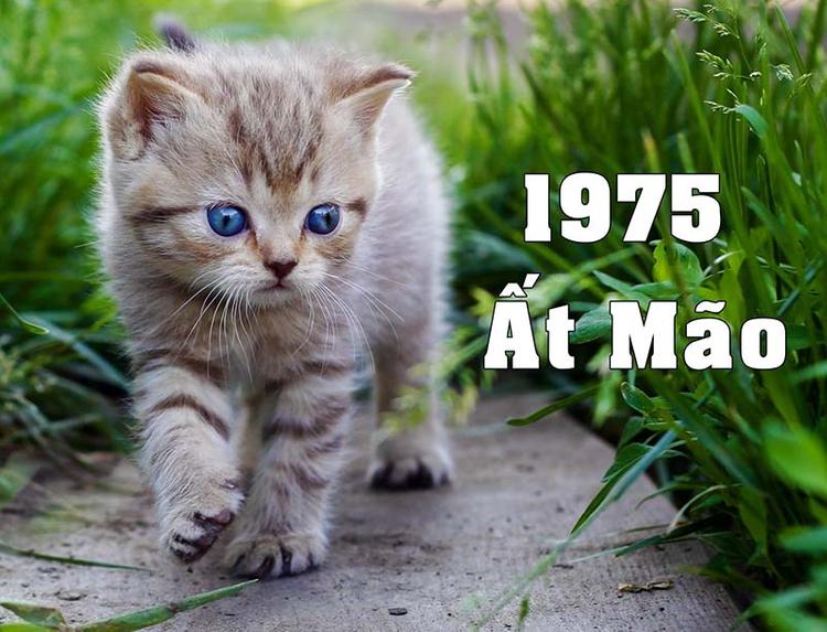 Những người sinh năm 1975 tuổi Ất Mão, tức con mèo