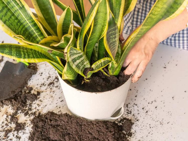 Có thể trồng lưỡi hổ trong chậu đất 